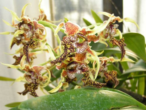 Dendrobium spectabile